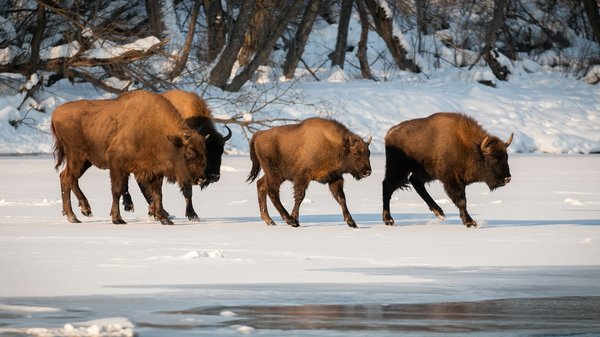 Où observer les bisons dans le parc national de Yellowstone, USA?